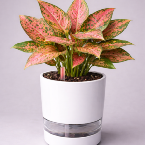 Aglaonema Pink Valentine Plant