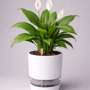 Peace Lily Plant With Self Watering Pot