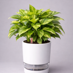 Golden Money Plant