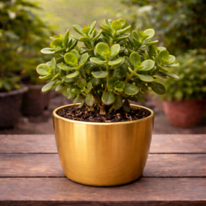 Vibrant jade plant