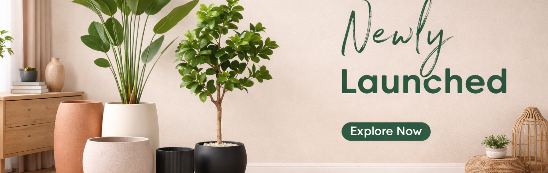 Stylish indoor plants for modern living
